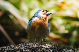 Wildlife bird photography - by Frank Wesneck