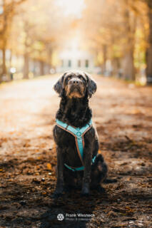 Photo- & videographer Vienna | Milo Portrait