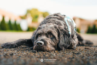 Dog portrait - photography by Frank Wesneck