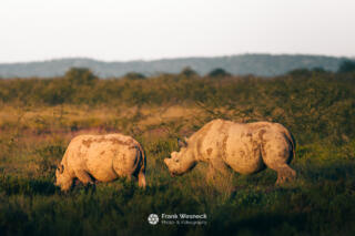 Wildlife in Namibia