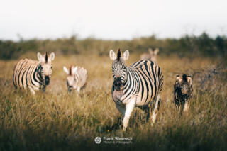 Wildlife in Namibia