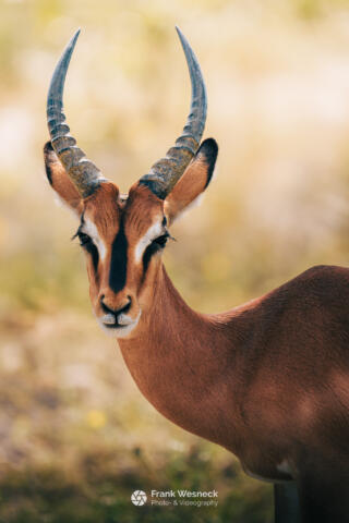 Wildlife in Namibia