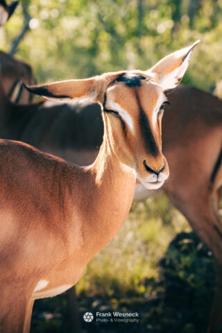 Wildlife in Namibia