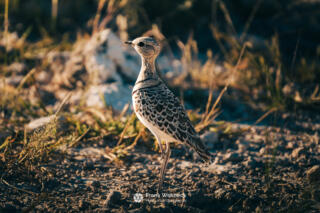 Wildlife in Namibia