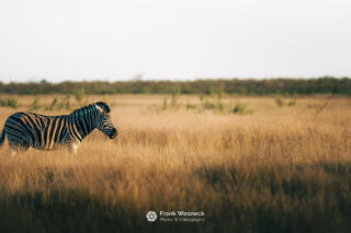 Wildlife in Namibia
