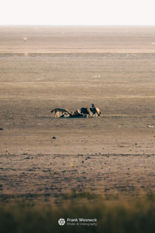 Wildlife in Namibia