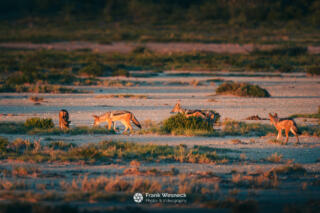 Wildlife in Namibia