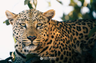 Animals & Wildlife Photography – Wildlife in Namibia