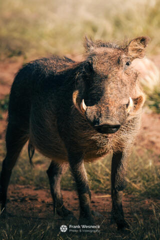 Wildlife in Namibia